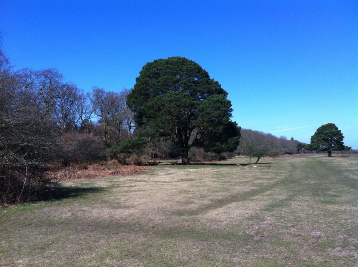 Dog walk at Wilverley Enclosure And Wilverley Plain · Hampshire · Walkiees