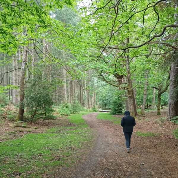Wilverley Inclosure photo 1