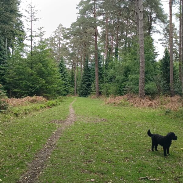 Wilverley Inclosure photo 4