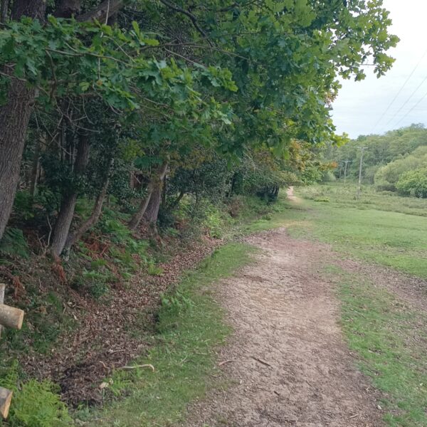 Wilverley Inclosure photo 2