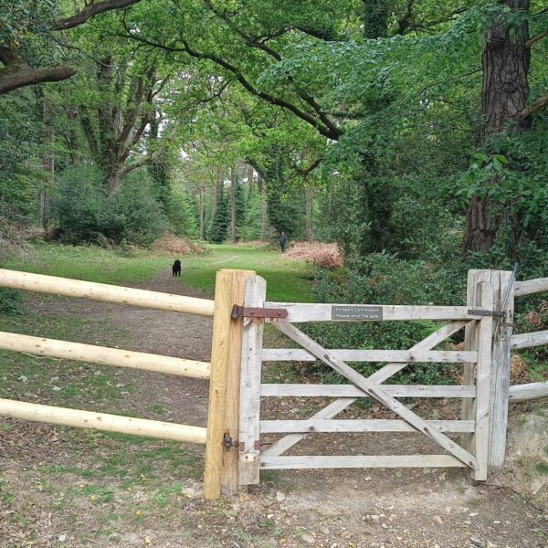 Wilverley Inclosure photo 5