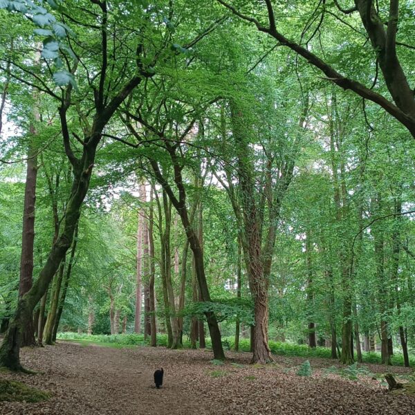 Wilverley Inclosure photo 6