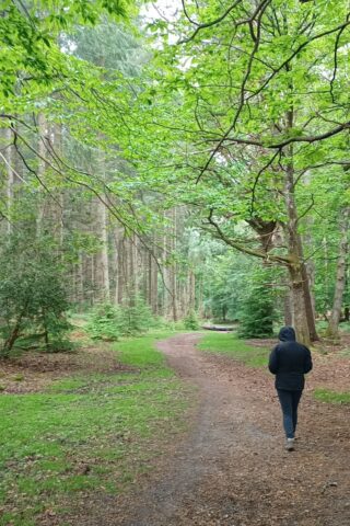 Dog walk at Wilverley Inclosure photo