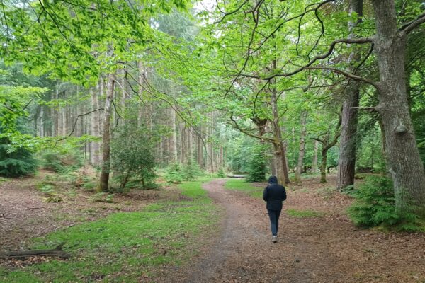 Wilverley Inclosurephoto