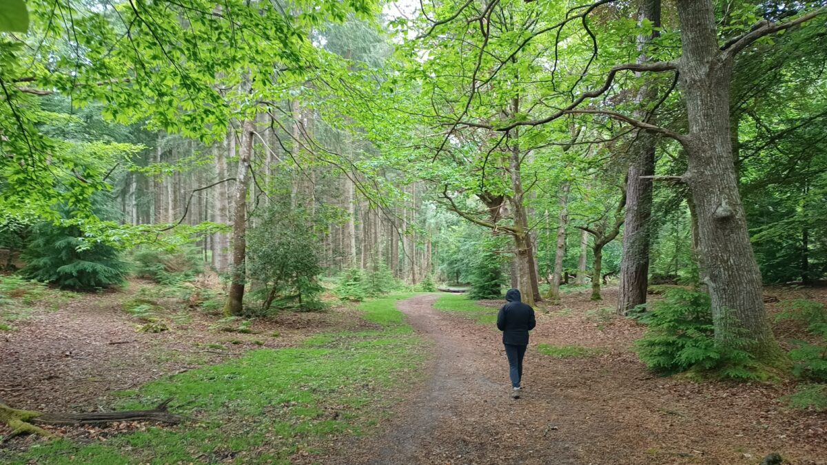 Wilverley Inclosure large photo 1