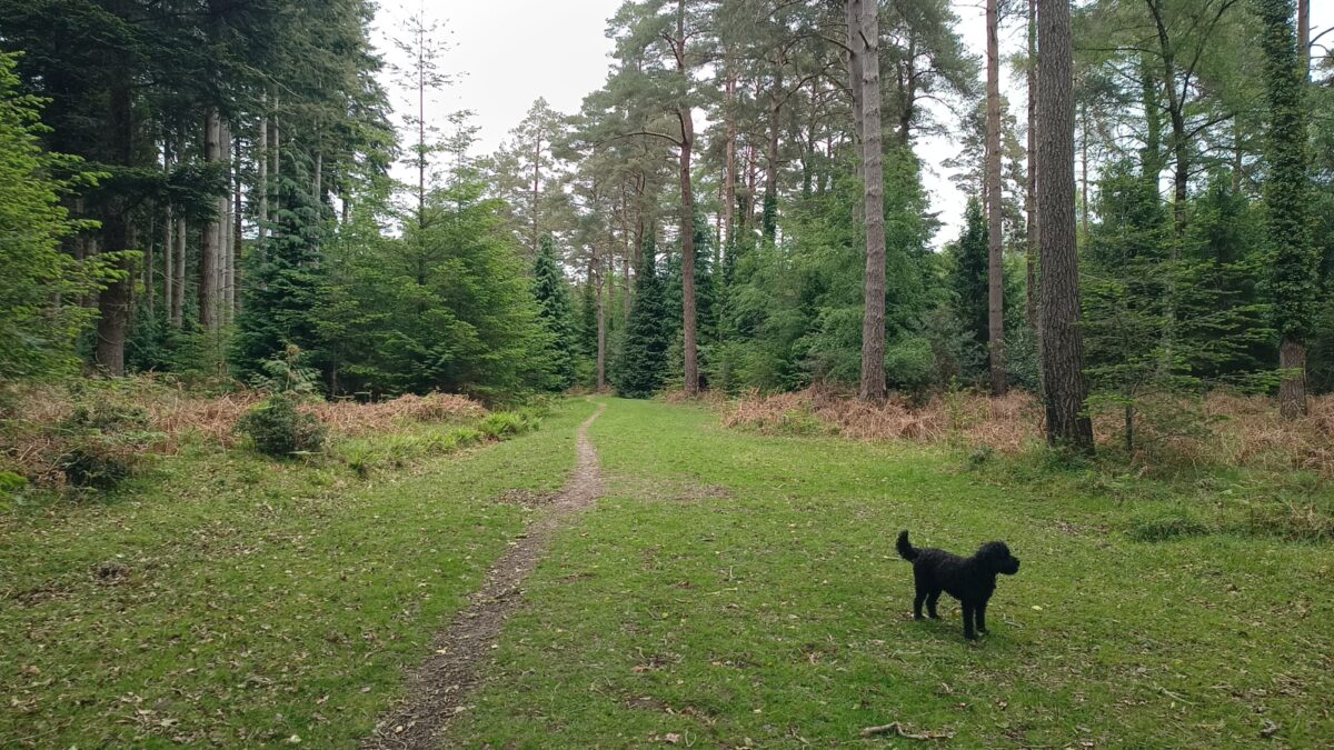 Wilverley Inclosure large photo 4