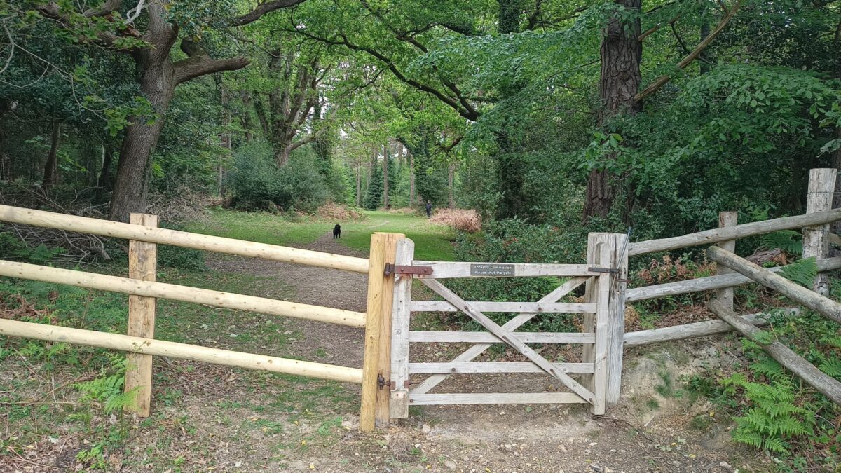 Wilverley Inclosure large photo 5