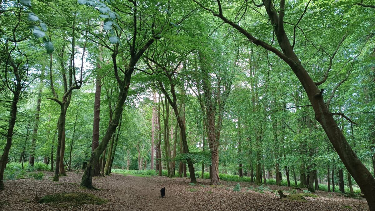 Wilverley Inclosure large photo 6