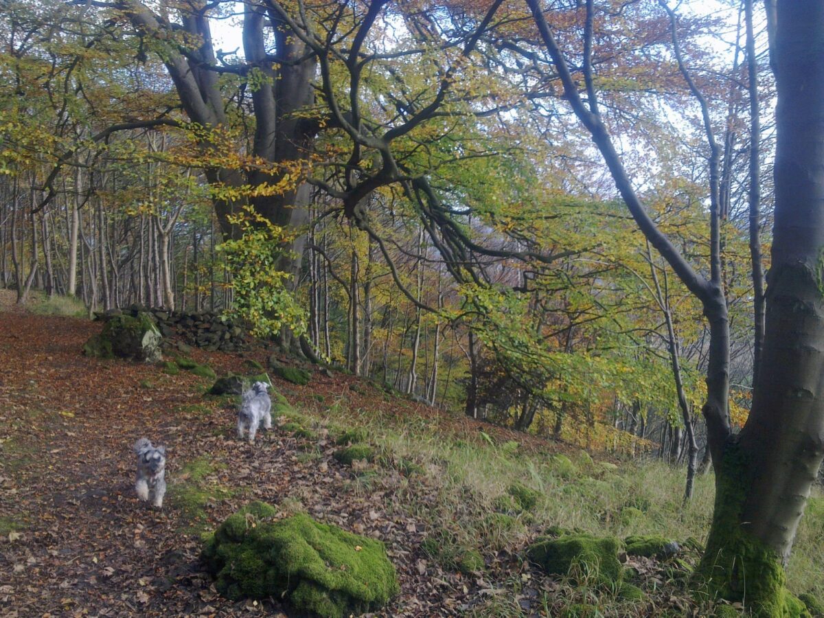 Dog walk at Woodhill Wood, Alva · Clackmannanshire · Walkiees