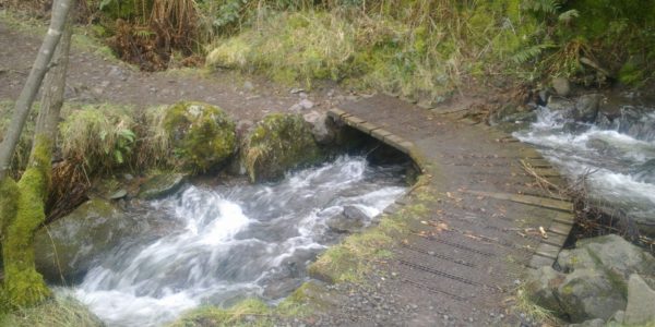 Woodhill Wood, Alva
