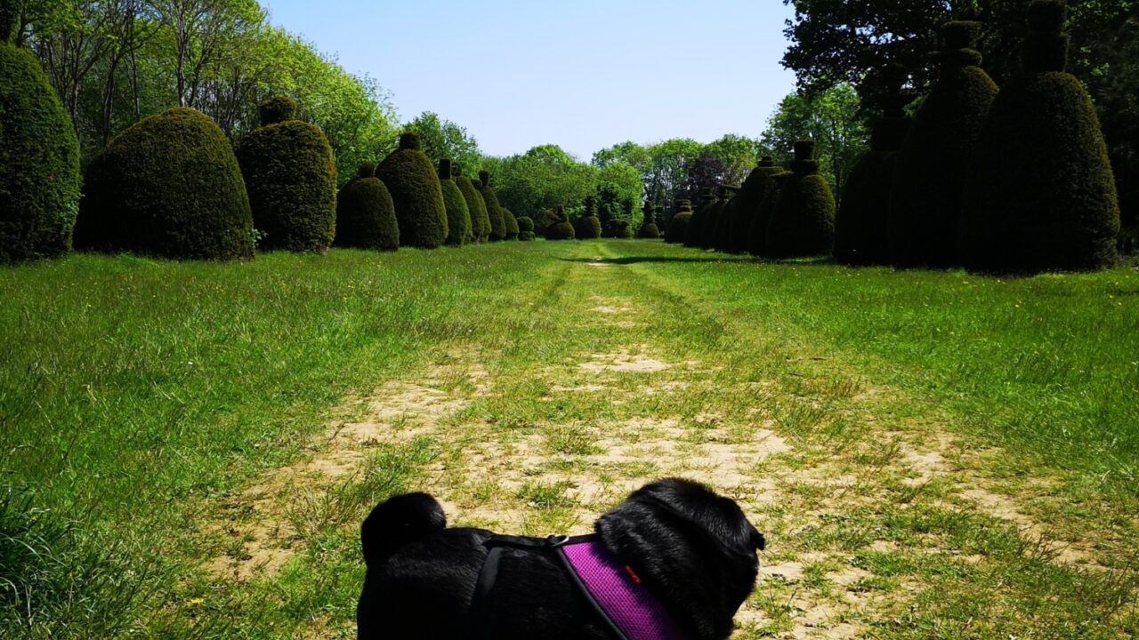 dog-walks-in-lincolnshire-walkiees