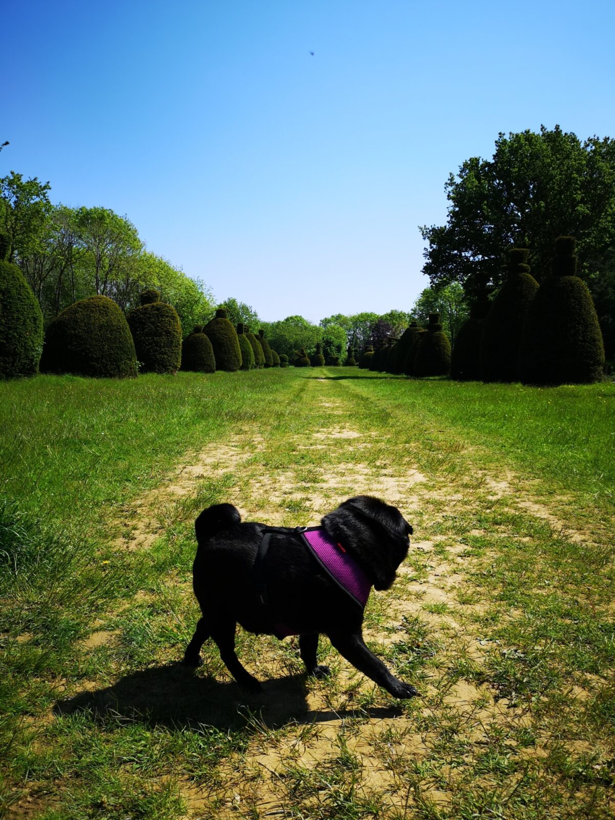 Yew Tree Avenue large photo 1