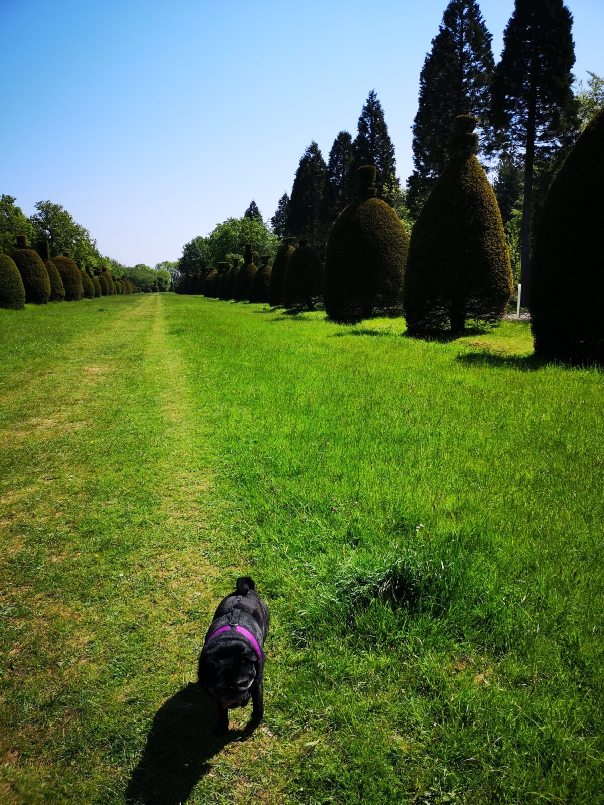 Yew Tree Avenue large photo 8