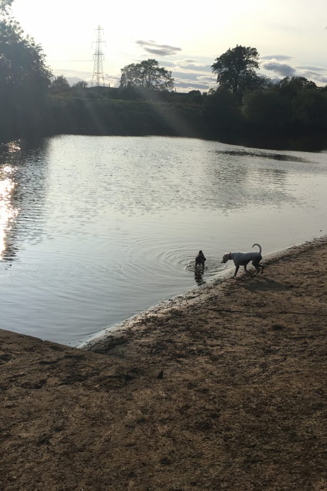 Dog walk at York River Walk/Clifton Ings · Yorkshire (North) · Walkiees